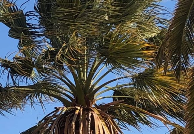 Appartement à Beaulieu-sur-Mer - DUJARDIN Appartement à Beaulieu-sur-Mer - DUJARDIN